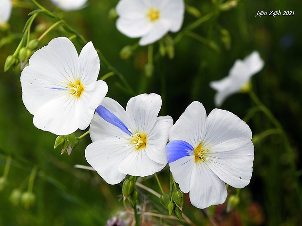 ľan rakúsky Linum austriacum L.