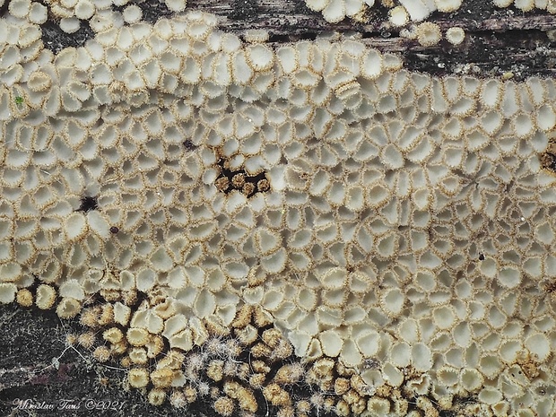 padrobnica Merismodes sp.