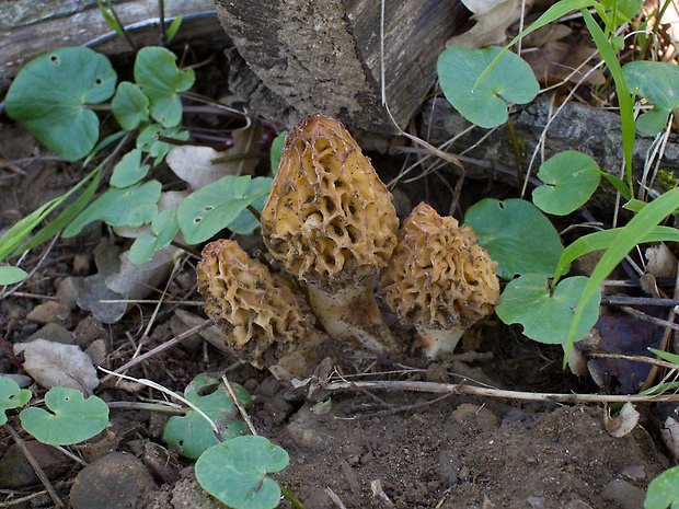 smrčok jedlý Morchella esculenta (L.) Pers.