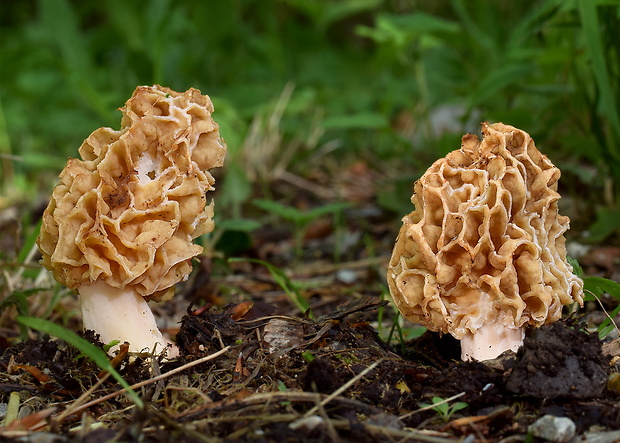 smrčok jedlý Morchella esculenta (L.) Pers.