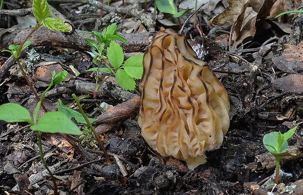 smrčok hybridný Morchella semilibera DC.