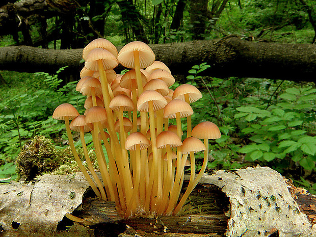 prilbička žltohlúbiková Mycena renati Quél.