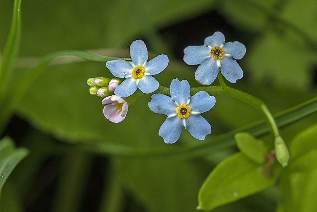 nezábudka Myosotis sp.