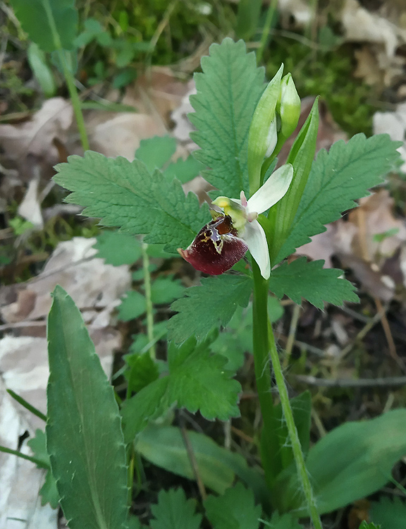 hmyzovník holubyho Ophrys holubyana András.