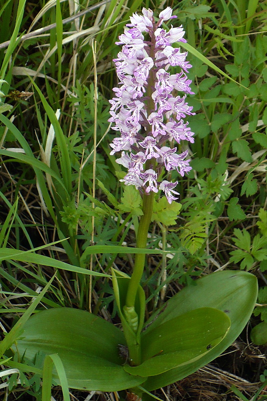 vstavač vojenský Orchis militaris L.