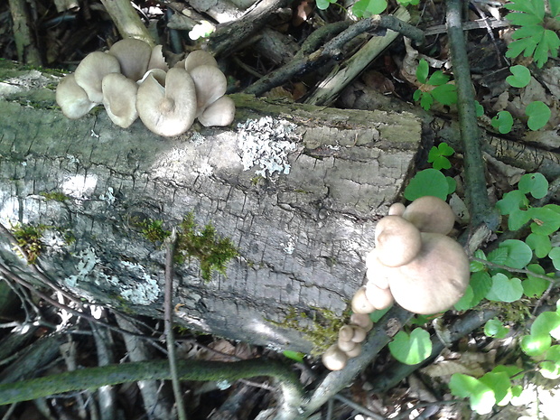 hliva buková Pleurotus pulmonarius (Fr.) Quél.