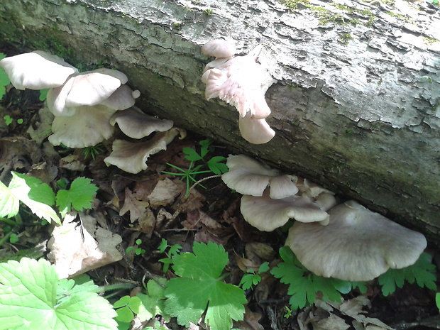 hliva buková Pleurotus pulmonarius (Fr.) Quél.