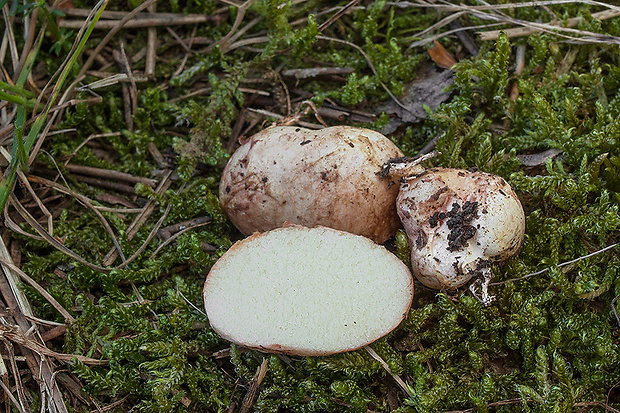 koreňovec Rhizopogon sp.