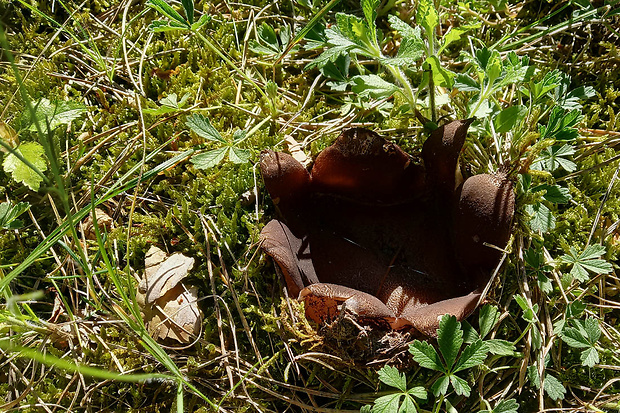 tulipánovka fialová Sarcosphaera coronaria (Jacq.) J. Schröt.