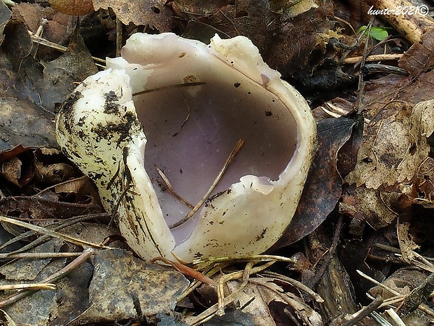 tulipánovka fialová Sarcosphaera coronaria (Jacq.) J. Schröt.