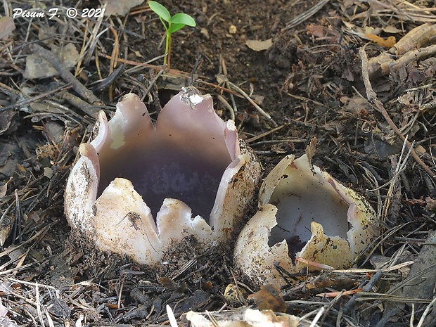 tulipánovka fialová Sarcosphaera coronaria (Jacq.) J. Schröt.