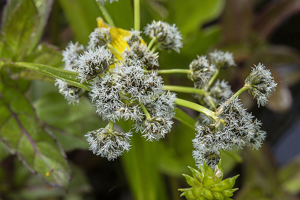 škripina lesná Scirpus sylvaticus L.