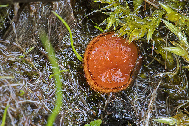 štítovnička Scutellinia sp.