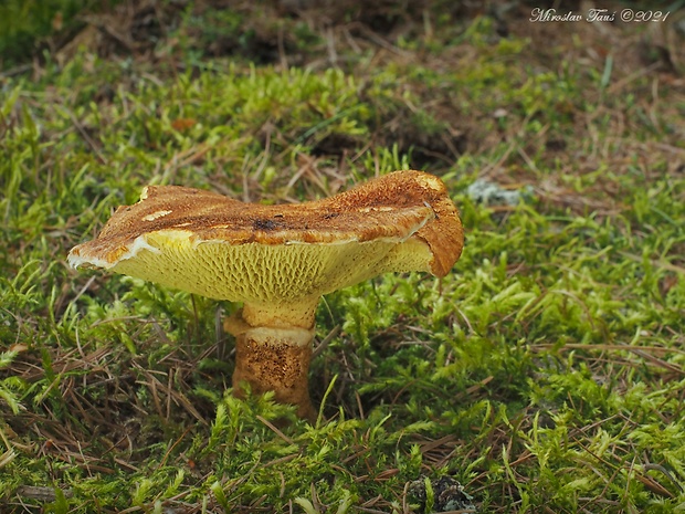 hríbovec dutohlúbikový Suillus cavipes (Opat.) A.H. Sm. & Thiers