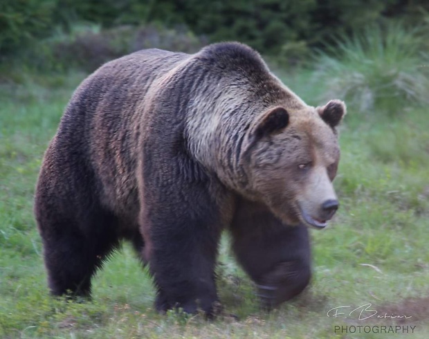 medveď hnedý  Usrus arctos