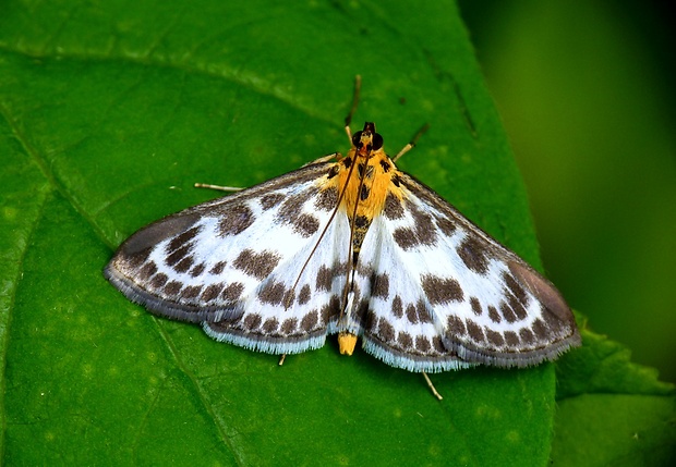 vijačka záhradná Anania hortulata