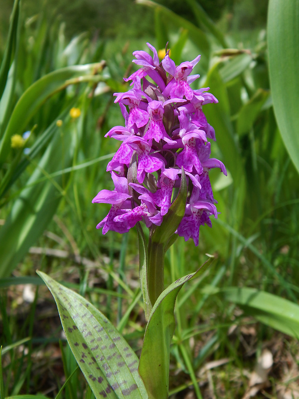 vstavačovec májový pravý Dactylorhiza majalis subsp. majalis (Reincherb.) Hunt & Summerh.