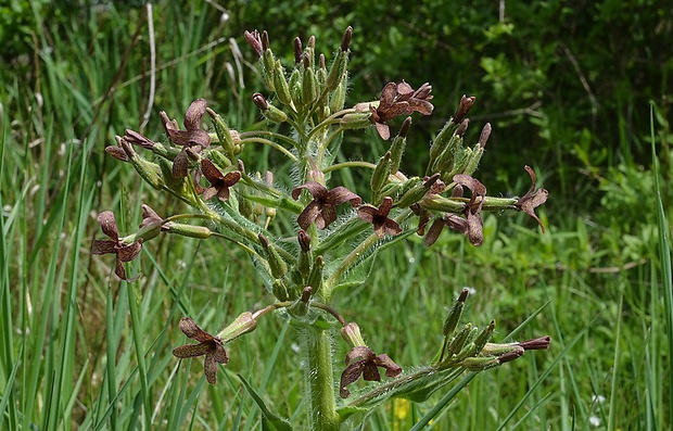 večernica smutná Hesperis tristis L.