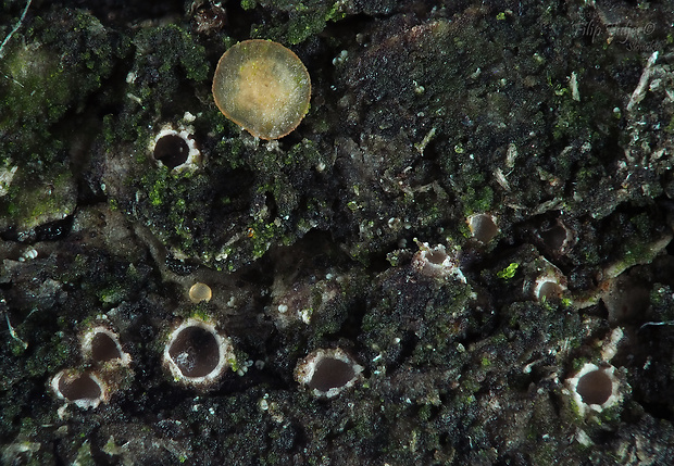 Hyalorbilia fusispora (Velen.) Baral & G. Marson