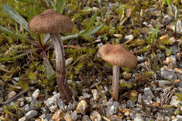 vláknica plstnatá Inocybe lacera (Fr.) P. Kumm.