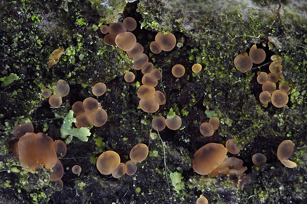 orbília Orbilia eucalypti (W. Phillips & Harkn.) Sacc.