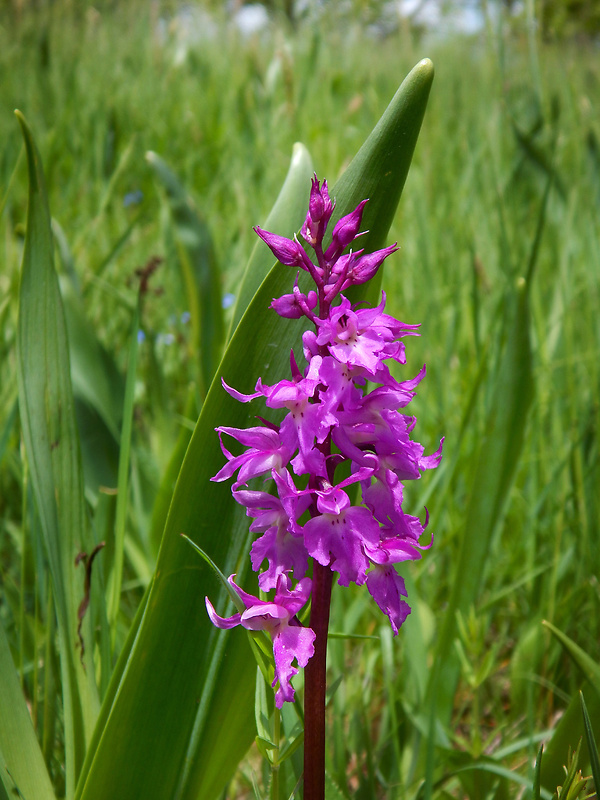 vstavač mužský poznačený Orchis mascula subsp. signifera (Vest) Soó