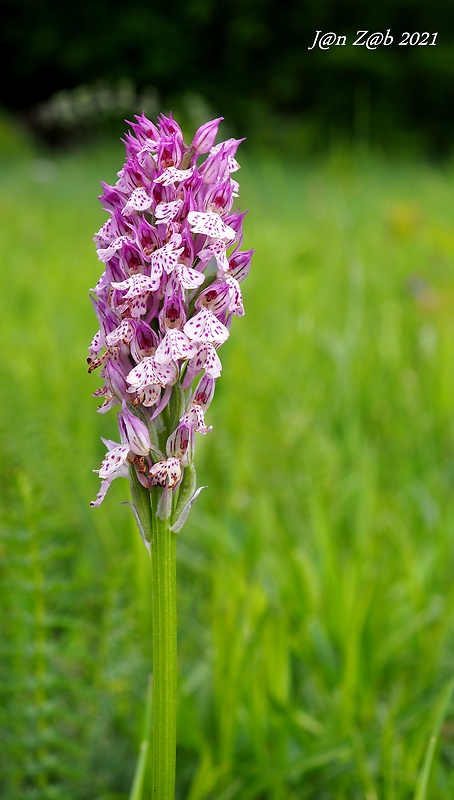 neotinea ? Orchis x fuchsii