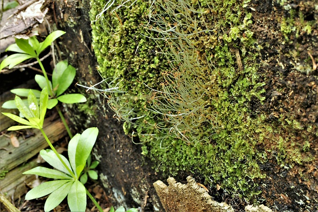 brehovka obyčajná Pellia epiphylla (L.) Corda