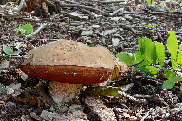 hríb zrnitohlúbikový Sutorius luridiformis (Rostk.) G. Wu & Zhu L. Yang