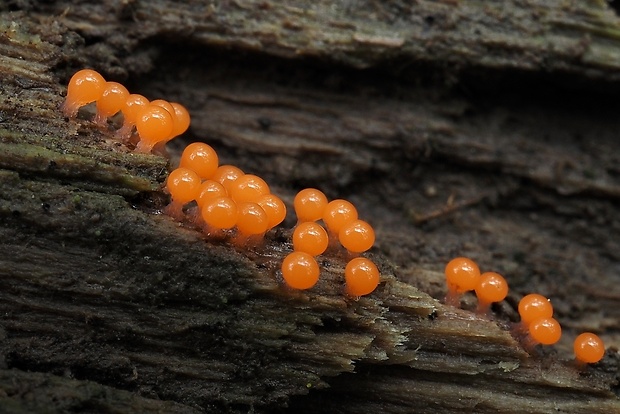 vlasnačka Trichia sp.