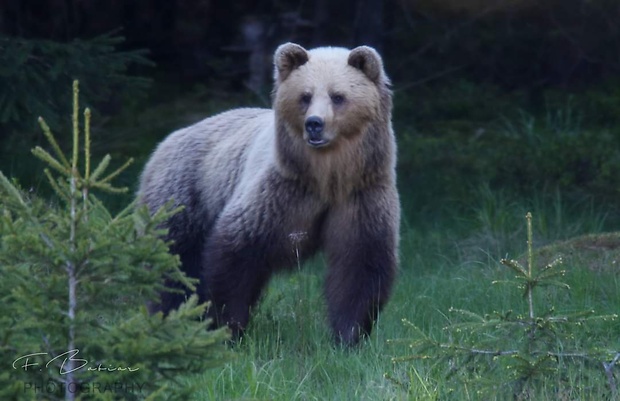 medveď hnedý [medvedica]  Ursus arctos