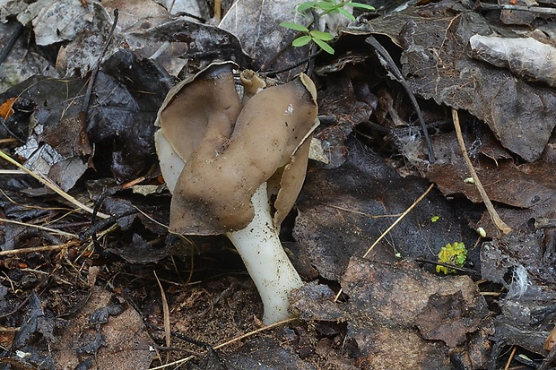 chriapač pieskomilný Helvella leucopus Pers.