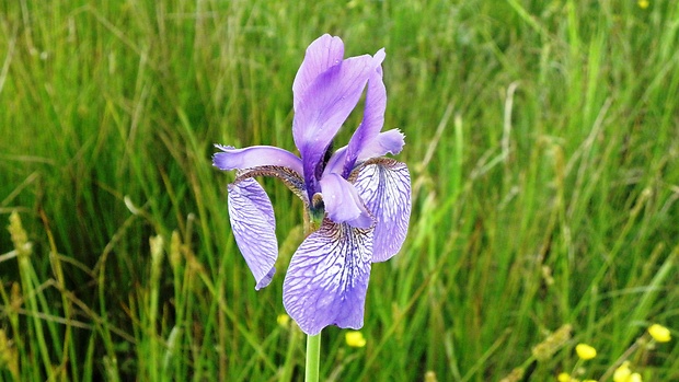 kosatec sibírsky Iris sibirica L.