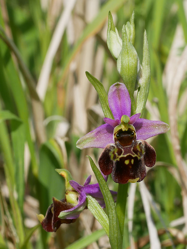 hmyzovník čmeľovitý Ophrys holoserica (Burm. F.) Greuter