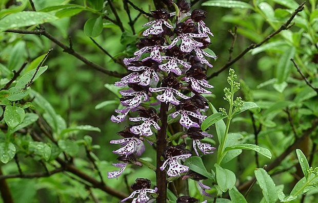 vstavač purpurový Orchis purpurea Huds.