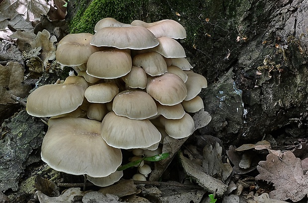 hliva lievikovitá Pleurotus cornucopiae (Paulet) Rolland