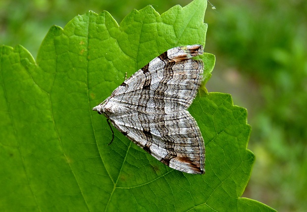 piadivka úhorová Aplocera plagiata