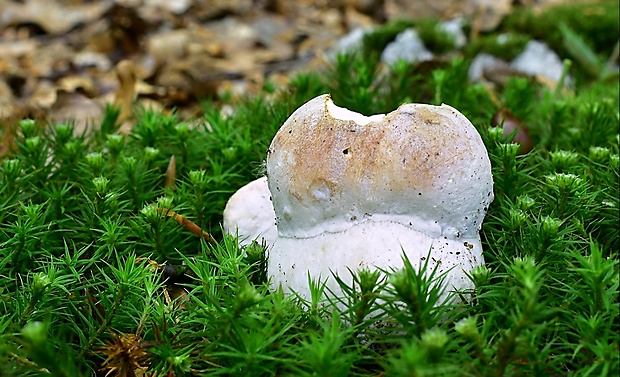 hríb sosnový Boletus pinophilus Pil. et Dermek in Pil.