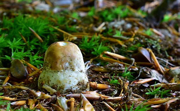 hríb sosnový Boletus pinophilus Pil. et Dermek in Pil.