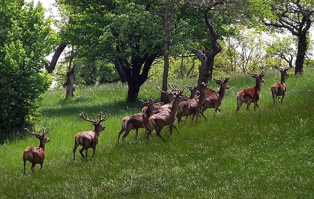 jeleň lesný Cervus elaphus (Linnaeus, 1758)