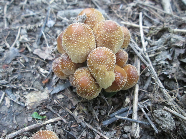 hnojník Coprinellus sp.