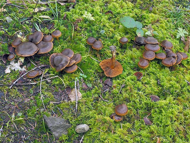 pavučinovec granátový Cortinarius malicorius Fr.