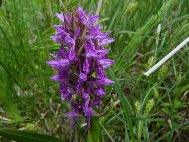 vstavačovec strmolistý pravý Dactylorhiza incarnata subsp. incarnata (L.) Soó