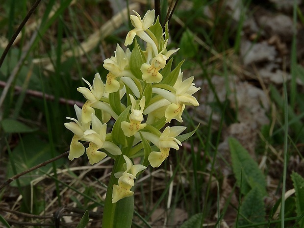 vstavačovec bazový Dactylorhiza sambucina (L.) Soó