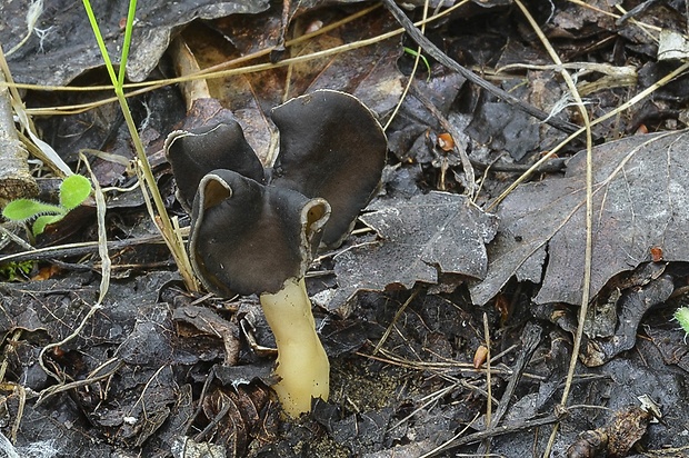 chriapač pieskomilný Helvella leucopus Pers.