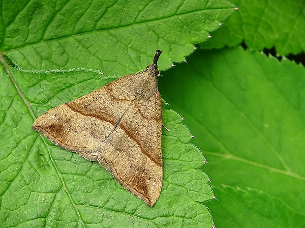 pamora žihľavová Hypena proboscidalis Linnaeus, 1758