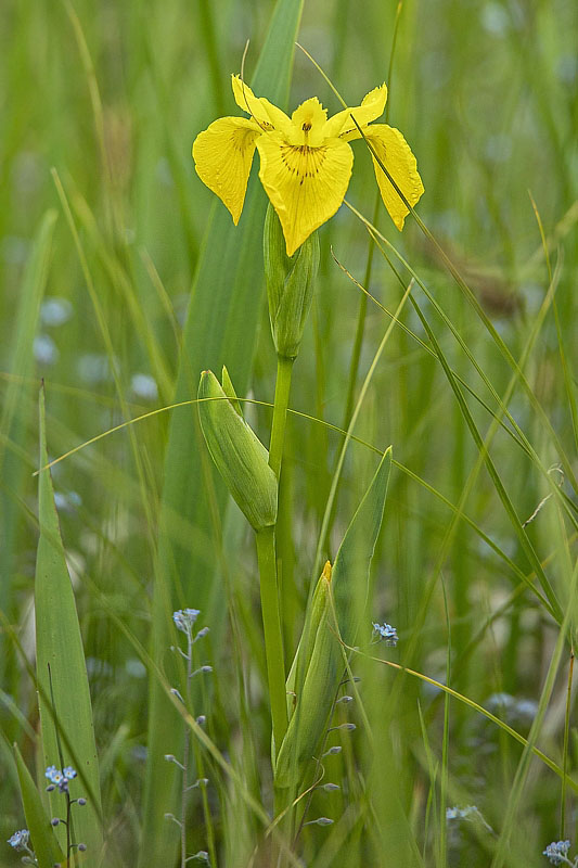 kosatec žltý Iris pseudacorus L.