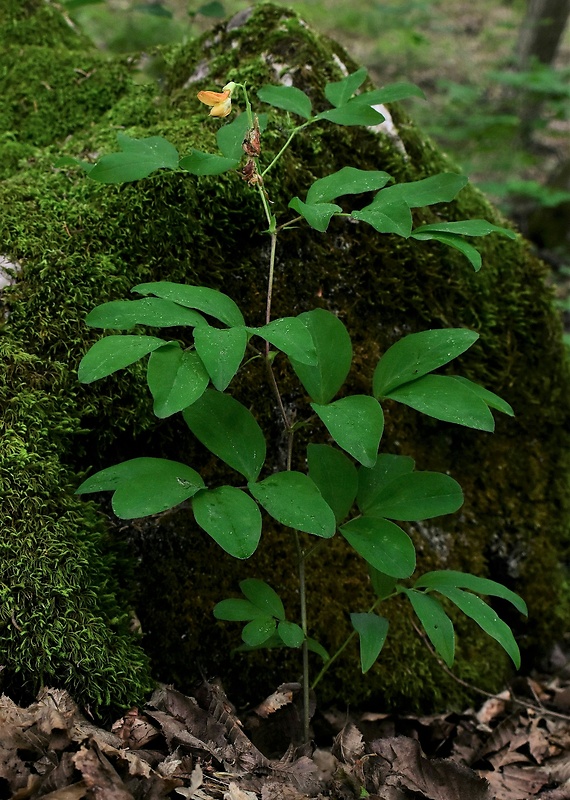 hrachor sedmohradský Lathyrus transsilvanicus (Spreng.) Fritsch