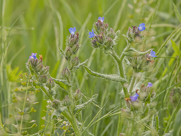 pŕhlica roľná Lycopsis arvensis L.