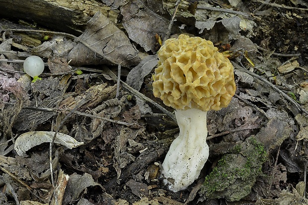 smrčok jedlý Morchella esculenta (L.) Pers.